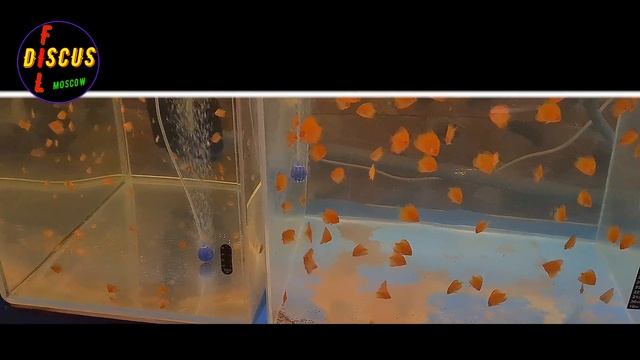 ДИСКУСЫ. Kristall-Discus, 12.11.2020г.