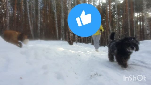 #ураЛиса #беатриса прогулка по зимнему лесу смотреть онлайн