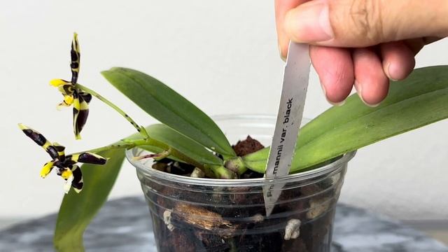 May 7, 2024原生種曼尼黑蝴蝶蘭的養護方法Phal. mannii var. black смотреть онлайн