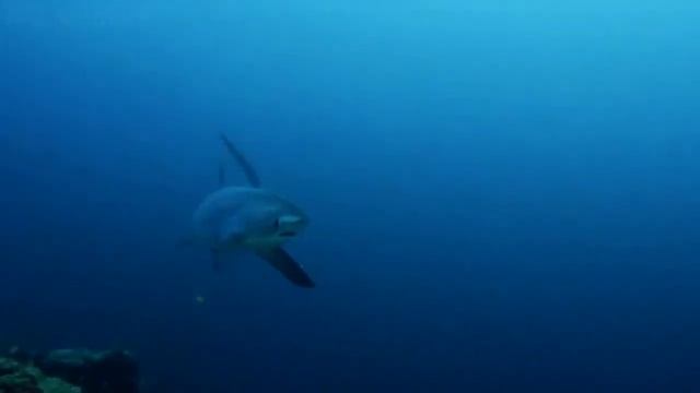 Thresher shark (Alopias) смотреть онлайн