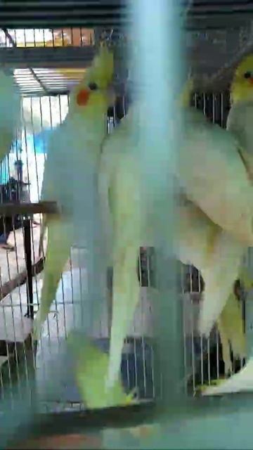 Cockatiel parakeet смотреть онлайн