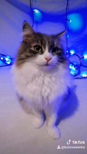 кошка будит рано утром, что делать #котовасенька #котики #животные #интересноеокошках смотреть онлайн