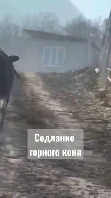 Этот джигит из Цумады забыл, что конь тоже горец. Чьё же упрямство победит?😄 #джигит #дагестанец смотреть онлайн