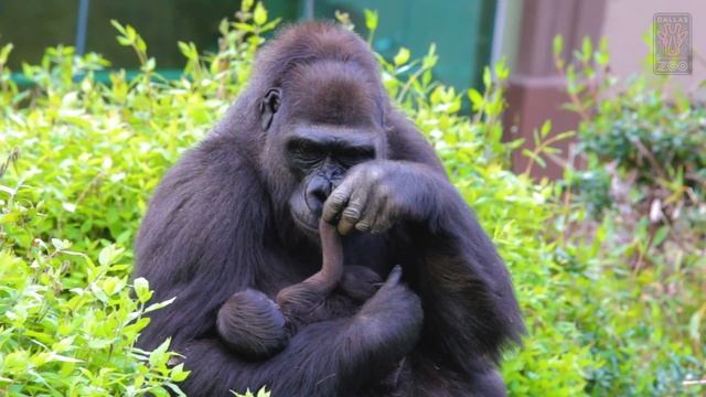 Baby Gorilla Makes Its Debut at the Dallas Zoo смотреть онлайн