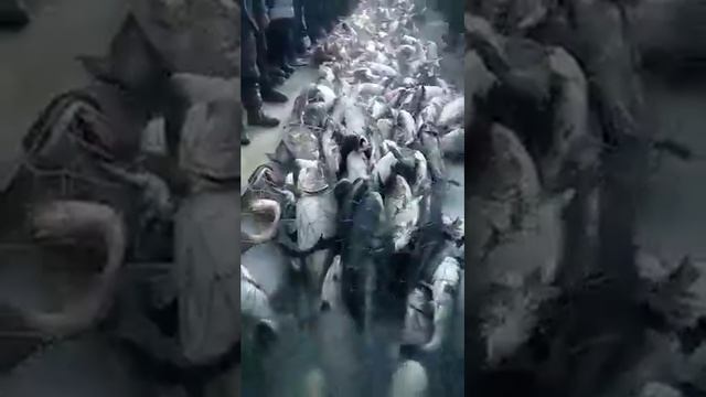 Сколько рыб смотреть онлайн