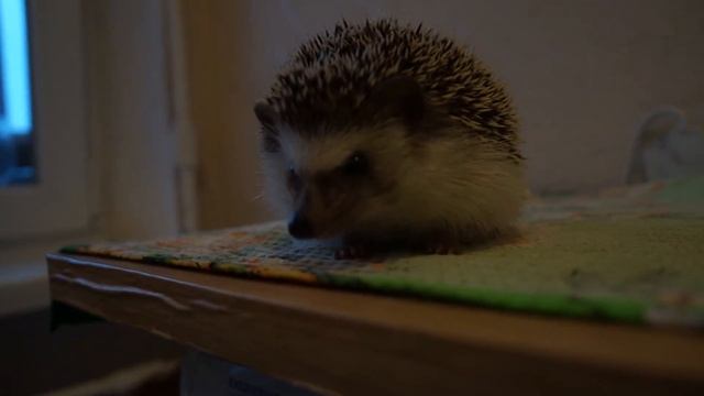 hedgehog Сreep eating Zophobas morio смотреть онлайн