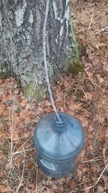 поход в лес смотреть онлайн