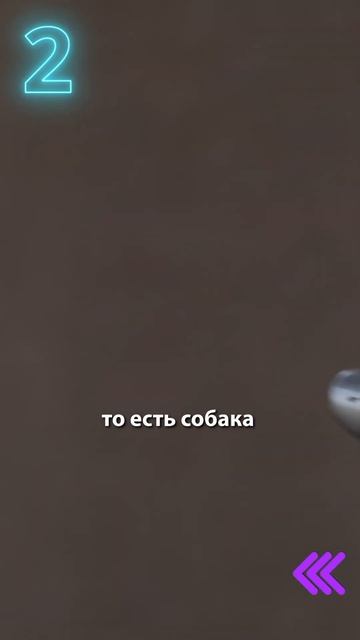 Никогда так не делайте когда собака лает! #shorts смотреть онлайн