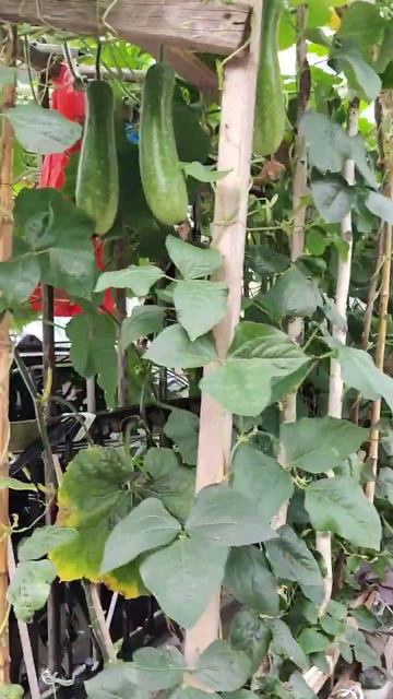 Китайцы такие молодцы. На любом клочке земли разводят огород смотреть онлайн