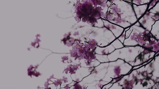 Pink Trumpet Tree in the garden смотреть онлайн