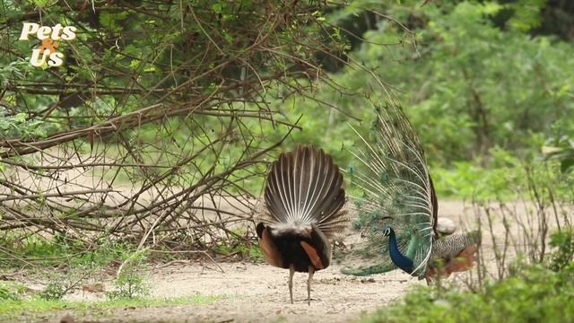 Facts About Peacock (2022) | Facts You Might Not Know About Peacock | Pets And Us