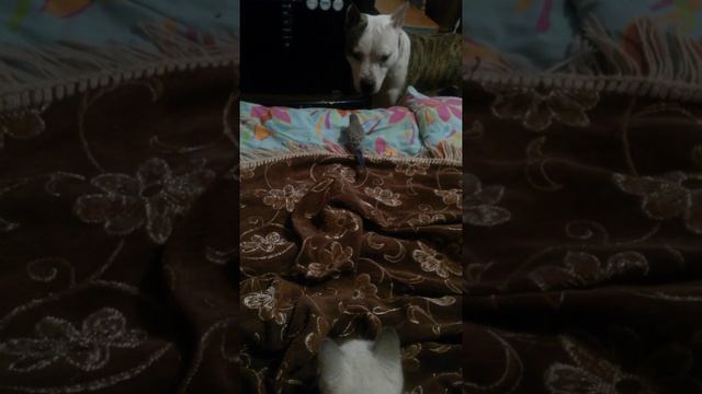 ПОЙМАЛ ПТИЧКУ!!! смотреть онлайн