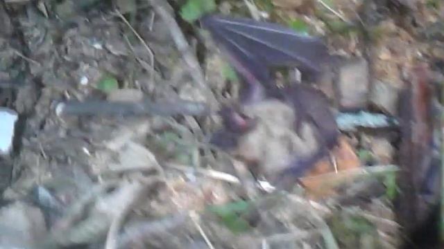 летучая мышь на стройке смотреть онлайн