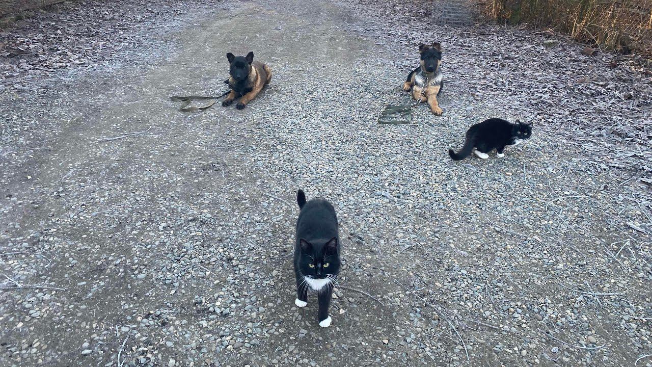 Малинуа и Немецкая овчарка-Железная выдержка с котом смотреть онлайн