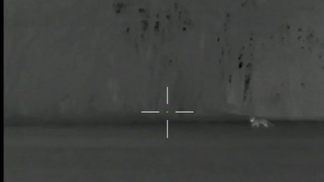 Thermal Hunting: First fox with sound recorded смотреть онлайн