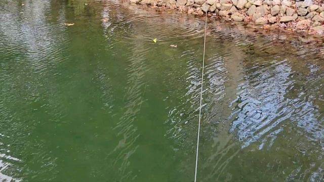 Swimbait Review: LFOD Gill, Slim, and Munk смотреть онлайн