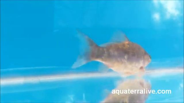 Japones Cometa Bronce - Bronze Comet Goldfish - Acuario Aquaterra Live - Tampico смотреть онлайн