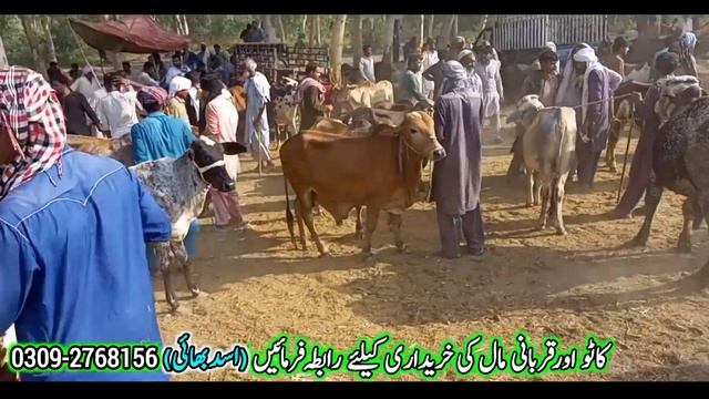 Bhawalpur Cow Mandi Fresh Latest Update Cholistani Sahiwal Bachre | Cow Mandi 2024 | Bahwalpur Mand смотреть онлайн