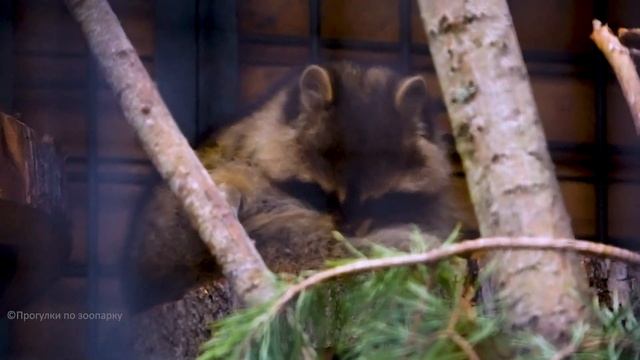Енот вышел из зимней спячки и чистит шубку. Ленинградский зоопарк смотреть онлайн