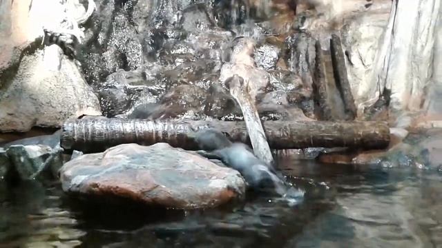 Азиатские выдры смотреть онлайн