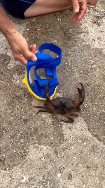 Краб боец #travelvlog #пропутешествия #shorts #youtube #крым2022 #крабы #море смотреть онлайн