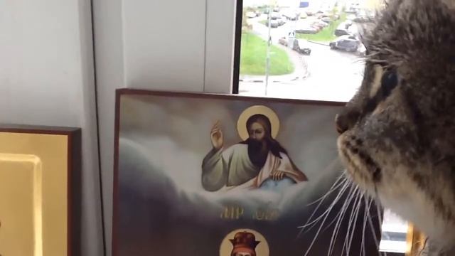 На нас напали голуби 😱😱😱 смотреть онлайн