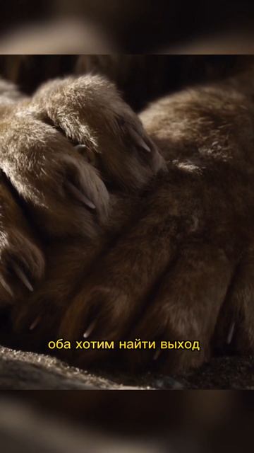 Кароль лев | шрам #кино #топ #мультик смотреть онлайн