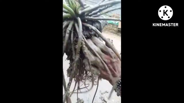 water lili grow in pot смотреть онлайн