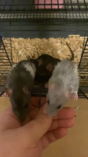 Снова в сборе🐀 #rat #youtubepets #крыса #игры #питомец #крыска #funny #москва #прогулка #отдых смотреть онлайн