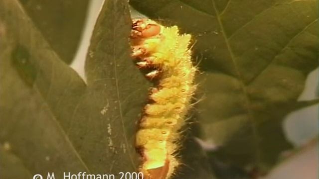 Raupe vom Eichenseidenspinner Antheraea pernii, Oak silkworm смотреть онлайн