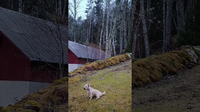 Шесть утра. Гуляю с Лутусом. Птички щебечут. 21 марта 2024 года. смотреть онлайн