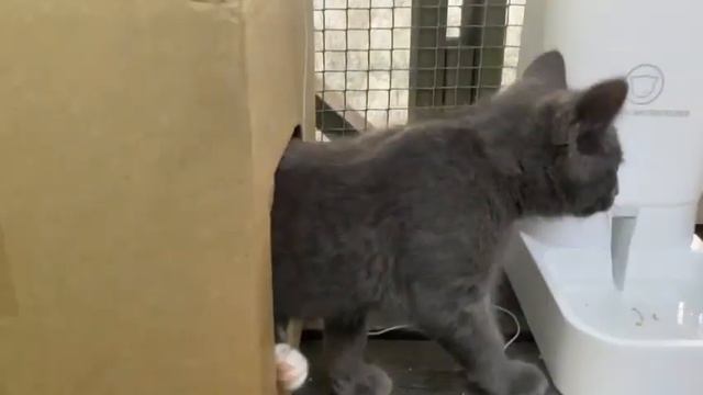 Michiko.ru | Котенок Гриша ищет дом. Отдаем бесплатно. Кошки в дар в добрые руки. смотреть онлайн