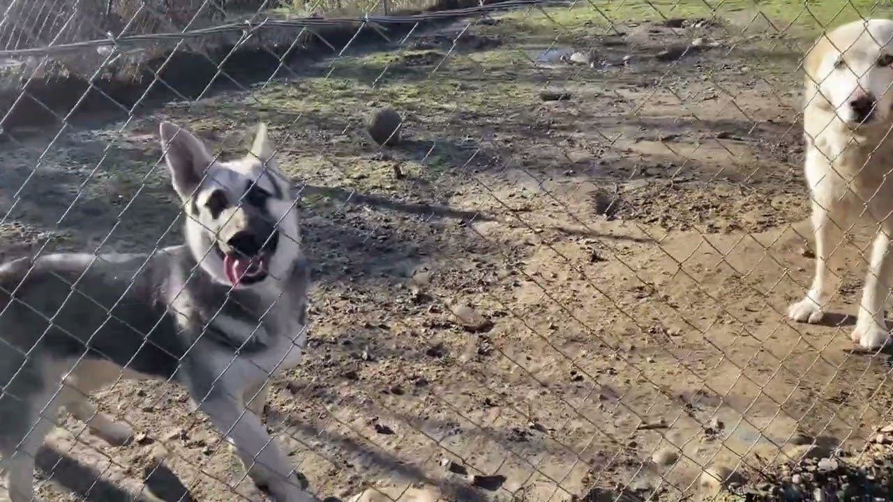 Восточно-европейская овчарка «Рада» и Алабай «Найда» на прогулке смотреть онлайн