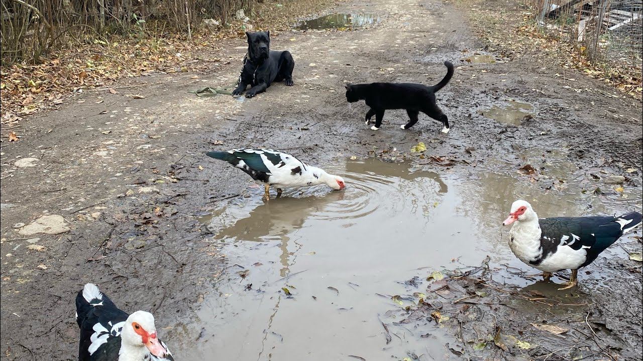 Отработка железной выдержки с Утками и котами / Кане-корсо Титан 8 месяцев смотреть онлайн