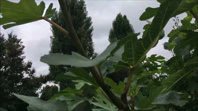 Figs. Ficus Carica. Ice Cristal, Florinda , Sari Uzbek (Sari Tuman), Ali-Al, Sultane, Neroforum. смотреть онлайн