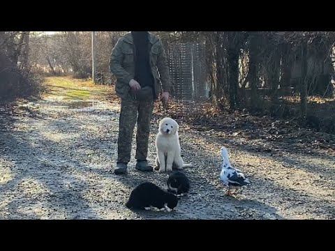 Команда ко мне с РАЗДРАЖИТЕЛЯМИ/Мареммо-абруццкая овчарка 3 месяца смотреть онлайн