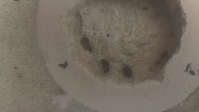 Pheidole Megacephala queen murder by her own major смотреть онлайн