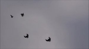 Голуби серпастые 2 и 3 января 2024