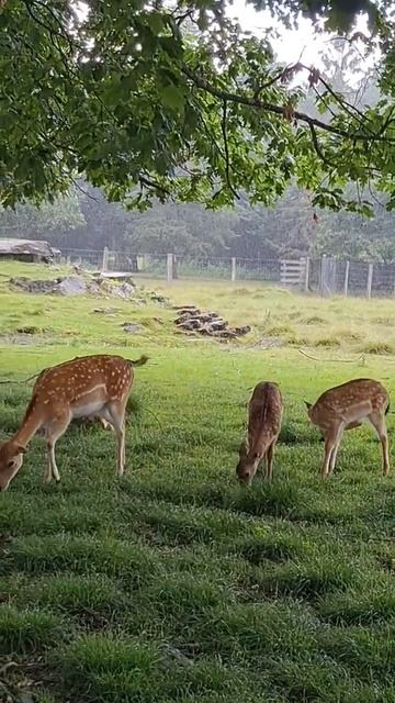 Up Close With a Deer #Shorts смотреть онлайн