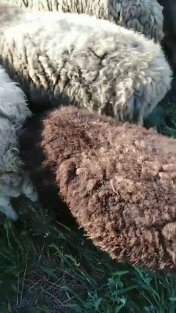 Часть 4!! Пасение барашек 🐑 🐏 смотреть онлайн