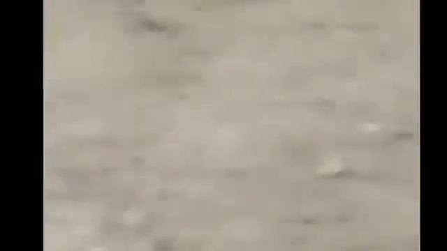 Mongoose vs cobra Snake Top 3 fighting new videos1 смотреть онлайн