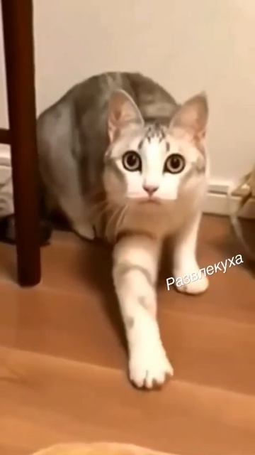 Молоко поставь тут #shorts смотреть онлайн