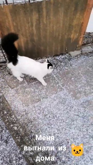 Меня выгнали из дома 🐈 смотреть онлайн