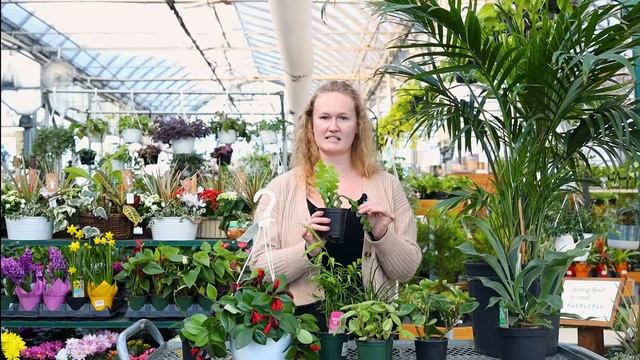 Top 5 Pet Friendly Houseplants YT смотреть онлайн