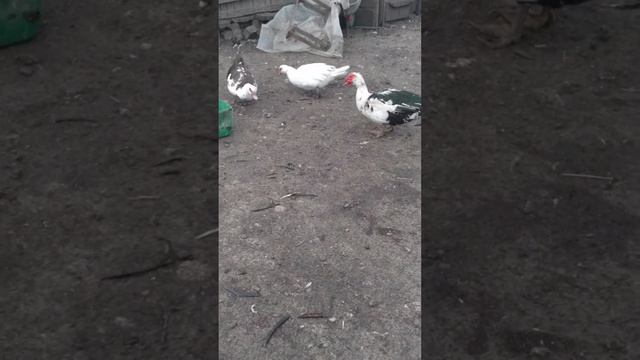 Дикие утки в хозяйственном дворе. смотреть онлайн