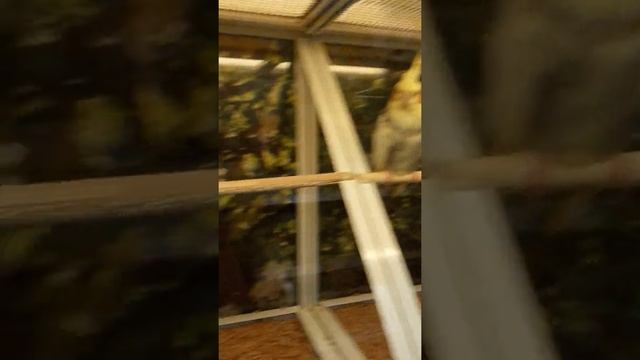 Выбор попугая !! Второе видео! смотреть онлайн