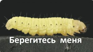 Чтобы восковая моль меньше беспокоила