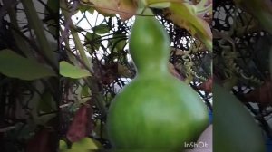 Лагенария в моём саду . Опыт выращивания . Беларусь .