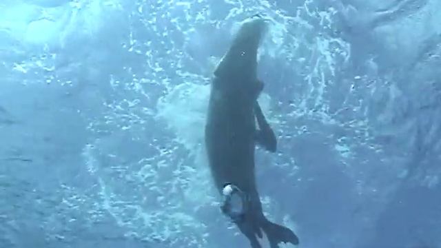 Monk seal eats eel смотреть онлайн