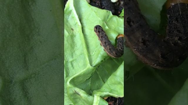 Grow Spodoptera frugiperda смотреть онлайн